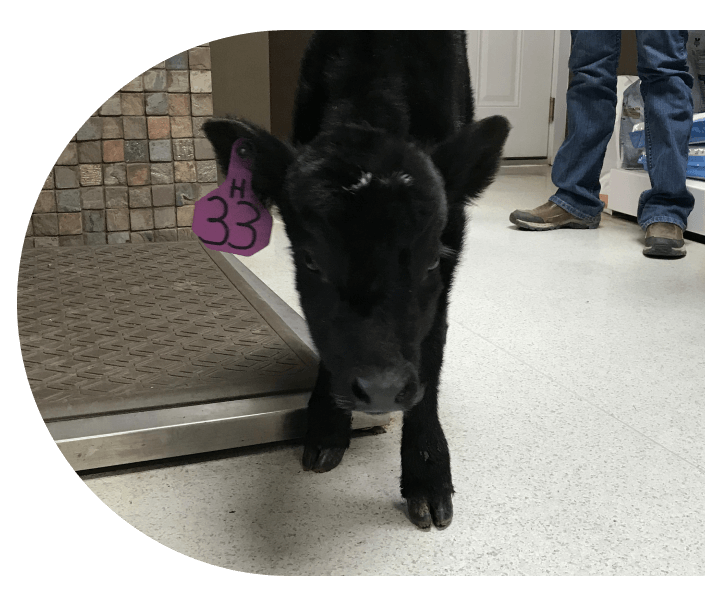 Large Animal Services