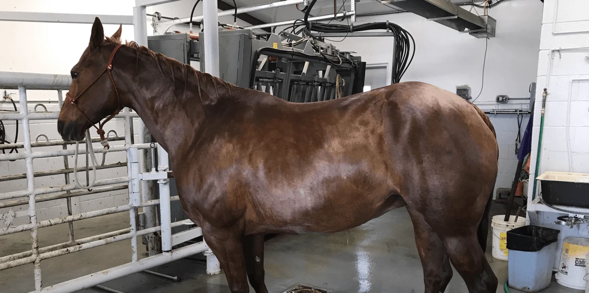 A refreshing new vet experience starts here